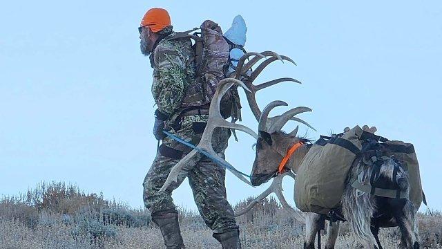 Wyoming Hunting: How to Haul Out Elk Meat