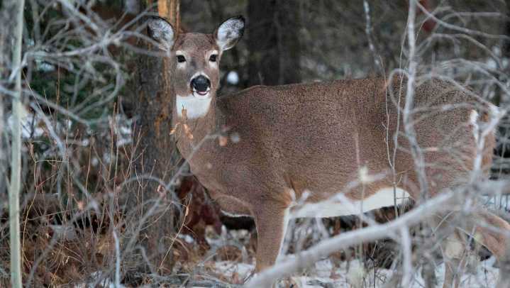 Genesee County doe confirmed with CWD. Here's where the fatal disease has been found
