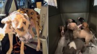 Mama Dog And 9 Puppies Rescued In Arizona After Rescuers Spot Her Distinctive Coat