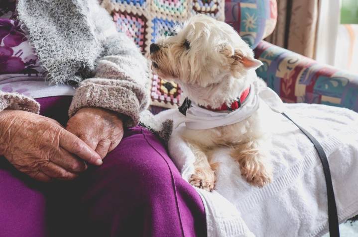 Grandma lied about dog being hers—what unfolds after her ...