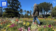 Carnival of Flowers visitors brace for wet weather while smelling the roses
