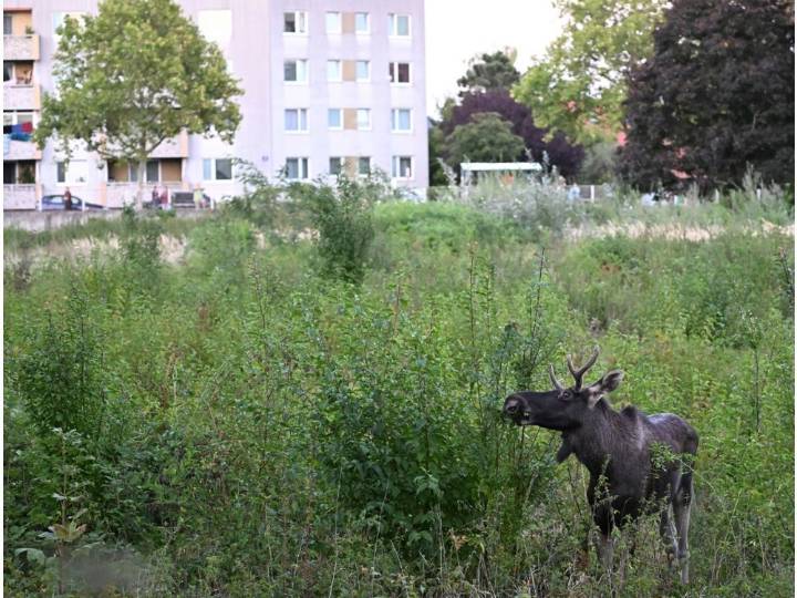 Loose moose told to Czech out of Austria