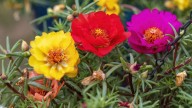 Ni petunias ni jazmines: la planta que florece todo el verano y destaca por su inmensa belleza