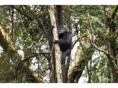 Chimps ingest alcohol daily: Study