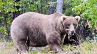What to know about Fat Bear Week — and the brawny bruins battling for the title