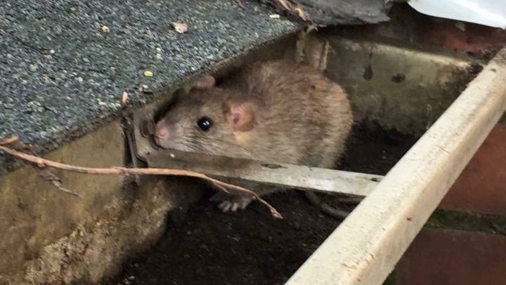 Here's why the rat population in Northern Nevada is booming