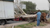Quién era la mujer que murió aplastada por un árbol en Maipú