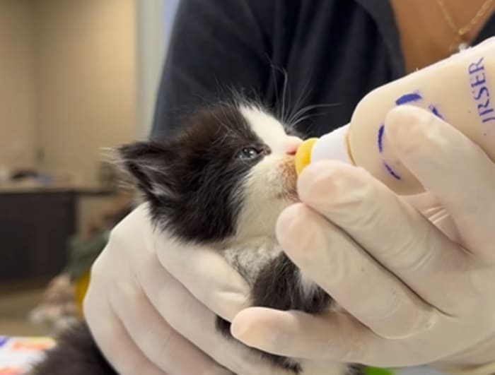 Kittens by the dozen: Over 60 tiny souls in need of foster homes