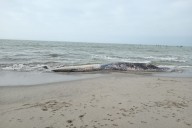 Tumbes: varamiento de ballena en caleta Grau alarma a comunidad y operadores turísticos