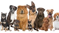 Razas de perros ideales para apartamentos: opciones saludables y adaptables