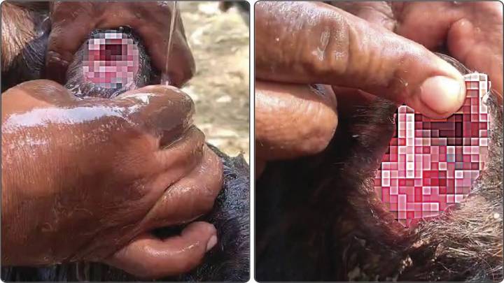 Detectan al menos cuatro casos de gusano barrenador en la Sierra Negra