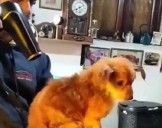 Perrito rescatado de la basura: El doloroso relato de quien lo salvó y asistió