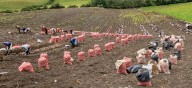 Economía campesina en Nariño: pilar del desarrollo y la soberanía alimentaria