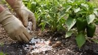 Para qué sirve agregar cáscaras de huevo trituradas en el suelo del jardín