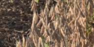 Iowa farmer warns of potential crisis as China halts soybean purchases