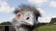 Increíble pero cierto: este animal fue el único que ha librado una guerra contra los humanos, y salió vencedor