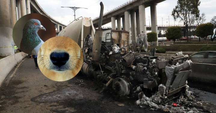 ¡No solo humanos! Rescatan a un perro y una paloma tras explosión de Iztapalapa