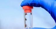 Illinois Confirms First Case of Rare Tick