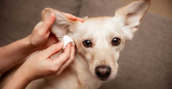 How Oregon's Rainy Fall Season Affects Local Dogs