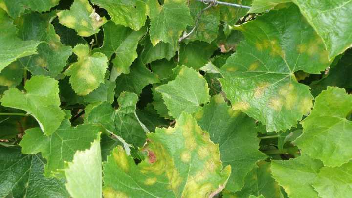 La DOP de Cebreros se libra del Mildiu y en plena vendimia esperan una recolecta de más de 700.000 kilos de uva