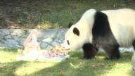 Giant panda at the National Zoo gets a cake for her 4th birthday
