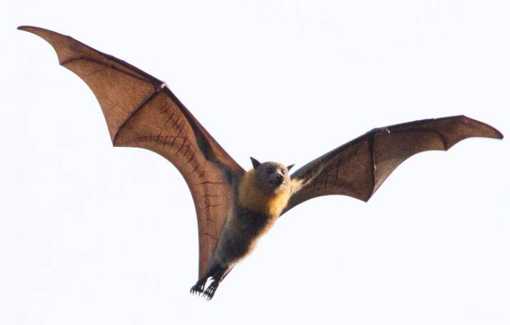 Rabies alert issued in Grand Traverse County after bat tests positive