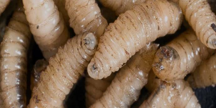 Sector porcícola, con menos daños por gusano barrenador: productor