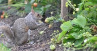 Stop squirrels digging up and eating plant bulbs with 1 item added to the soil
