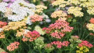 14 Yarrow Varieties That Add Stunning Perennial Color To Gardens