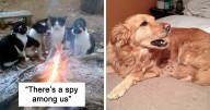 50 Adorable Animals Who Have Brothers From Other Mothers