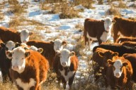 La Sociedad Rural del Neuquén lanzará su calendario de eventos 2025