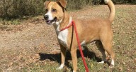Pain into purpose: Sequatchie inmates use stray dogs to cope