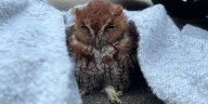 Owlet stuck in car grill rescued by Woodfin police