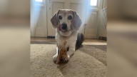 Alabama Woman's Heartwarming Dog Adoption Takes A Surprising Turn At The Vet