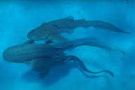 Leopard Shark 'Threesome' Documented in Video By Researcher