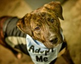 Escambia County, BISSELL Pet Foundation partner for free pet adoptions