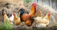 Bird flu found in metro Atlanta backyard flock
