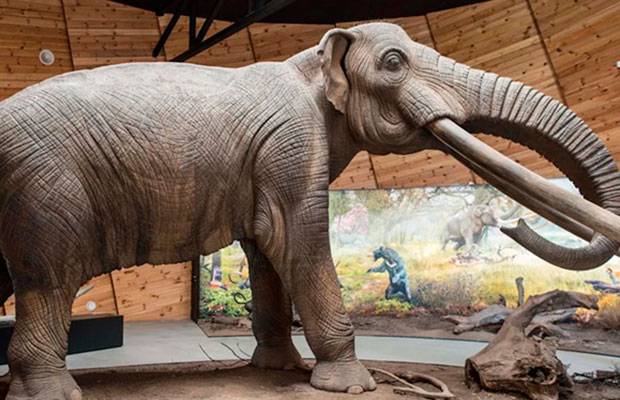 El ADN antiguo revela la gran complejidad de la familia de los mastodontes