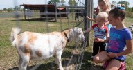 Greeting the goats at Salomon Farm Park