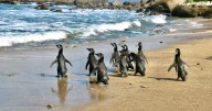 Hermoso regreso: Pingüinos de Magallanes vuelven a su hogar en Isla Cachagua tras exitosa rehabilitación