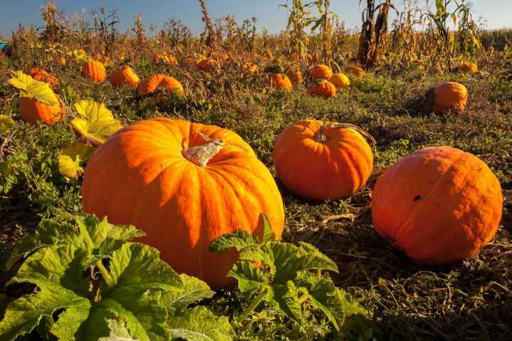 These are the best pumpkin patches to visit in the Edmonton area