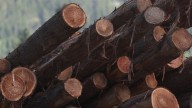 North-Island Mayors and MP say forestry industry is in a ‘crisis’