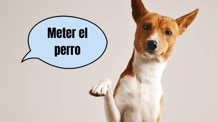 Frases argentinas: de dónde proviene y qué significa"meter el perro"
