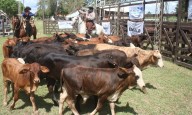 La Expo Rural abrió hoy sus puertas con una amplia agenda de actividades para toda la familia