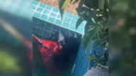California Residents Were Alarmed By Strange Noises Outside, Here's What They Found