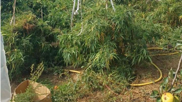 Localizan un invernadero con una plantación de marihuana en la Riojilla burgalesa