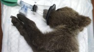 El héroe de los montes: 'Barniedo', el oso que desafía al fuego