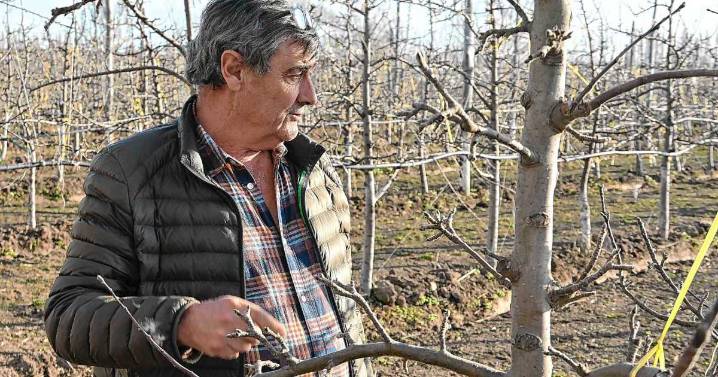 Antonio F. Martínez S.A., la empresa frutícola de Allen que no para de crecer y tiene exportadora propia