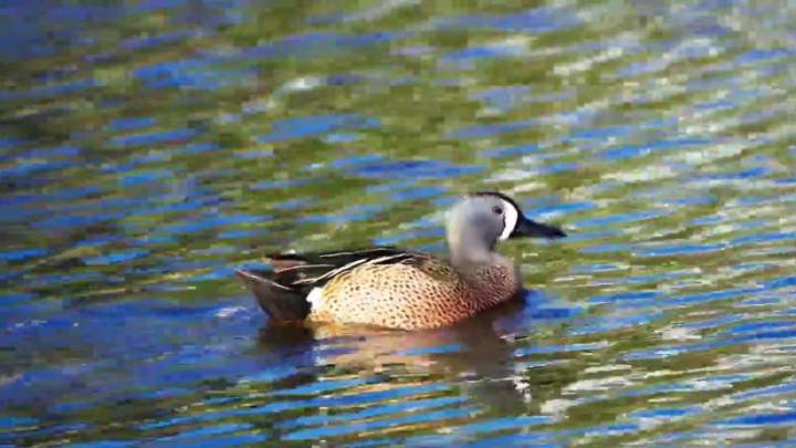 Early September teal season in Texas shortened from 16 days to 9
