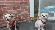 Dozens of small dogs saved from hoarder house in Brevard County, officials say: 'Horrible situation
